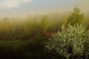 fog over morning nature