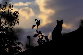 Silhouette of the beautiful cat on the rooftop, among the plants, at colorful and beautiful sunset with clouds