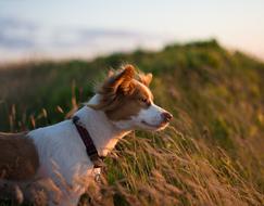 Colorful, beautiful and cute dog among the colorful plants in sunlight, on the cliff beach