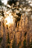 meadow grass at dusk on a blurred background