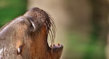 Seal Sea Lion portrait