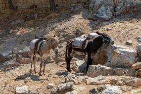 Donkeys Animal Pakezel