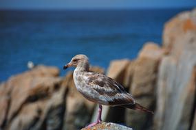 Seagull Natural Bird