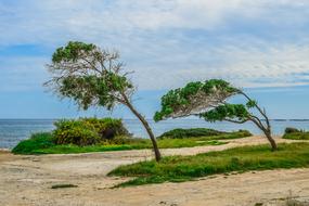 two Trees on seaside, cyprus, governor's beach