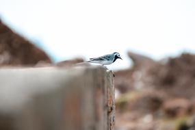 blue bird on the wall with blurred background