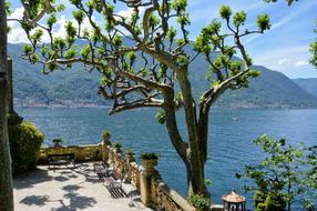 Lake Como Italy and green tree