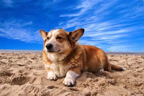 welsh corgi resting on the beach in the Netherlands