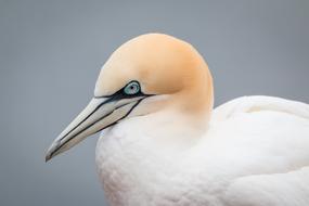 Northern Gannet Boobies Morus