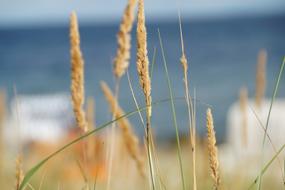 grasses in coastal landscape on blurred background