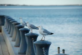 Ocean Seagull Bird