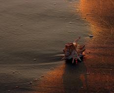 Clam Sand Waves at sunrise