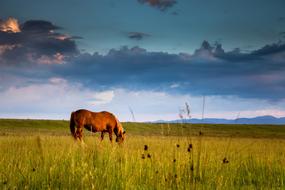 Horse Sunset Sun