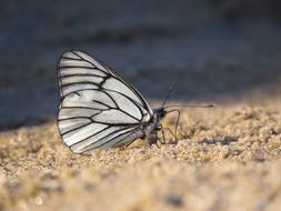 Butterfly at White Sand