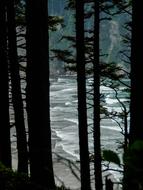 Beach Ocean Oregon tree