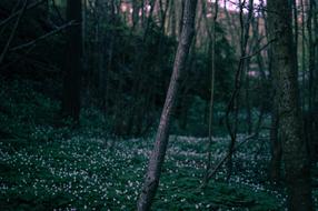 Flowers field at Dawn Dusk