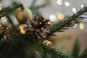 Christmas Tree and bokeh Lights