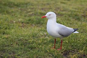 Beautiful, cute and colorful seagull among the grass, in the summer