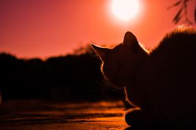 Silhouette of the fluffy cat, on the landscape, at colorful and beautiful sunset