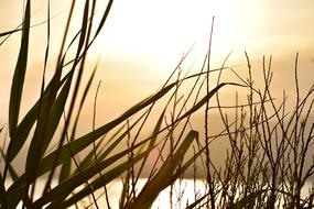sunset in the grass on the coast of france