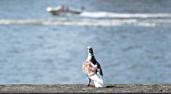 Dove bird and Rhine Boat