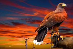 Falcon Bird Animal World