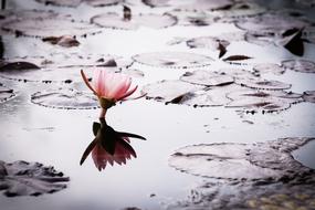 Lotus Nature Pond flower