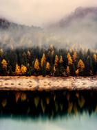 Beautiful and colorful plants on the shore of the lake with reflections, in fog, in the autumn