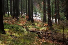 Beautiful and colorful landscape of the conifer forest with plants and snow