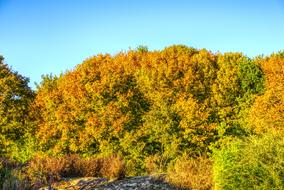 Colorful Autumn Trees