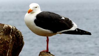 Seagull Bird Rock