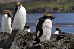 penguins in their natural environment on a clear day