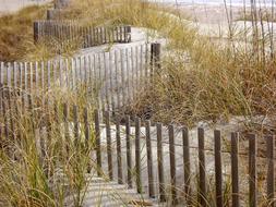 Grass and Fence on Sand