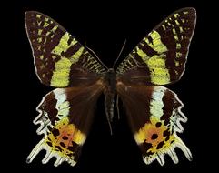 Madagascan Sunset Moth on black background