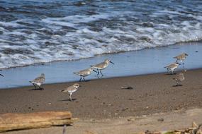 birds Animals on Sea Beach