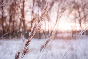 Beautiful landscape with the plants in snow, at beautiful and colorful sunset, in the winter