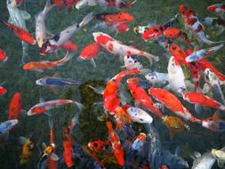 Fishes in Israel Aquarium