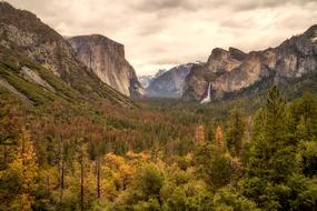 autumn forest at yosemite, national park