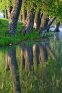 Nature Water at Morning