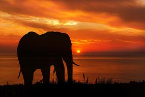 silhouette of an elephant near the water at sunset