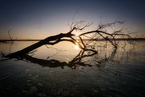 Beautiful Ammersee lake with the tree, in Germany, at colorful and beautiful sunset