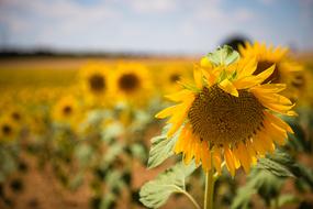 Landscape of Sunflowers field in Spain