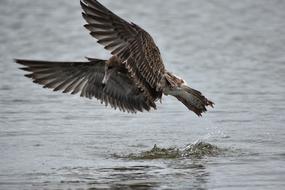 Beautiful and colorful bird, flying above the sea, with splashes