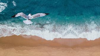 seagull over surfline on beach