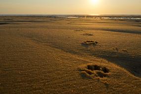 Sandy Coast Beach at golden sunset