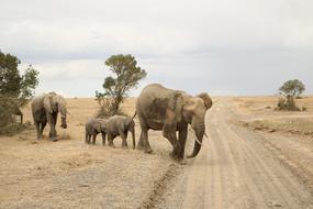 Elephant Nature Mammal