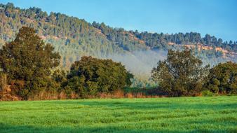 Nature Tree Landscape