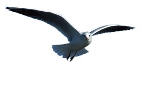 seagull bird animal nature sea