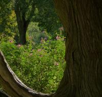 Tree Wood Nature