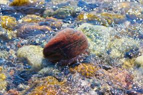 Close-up of the colorful and beautiful stones in the shiny sea water, in sunlight