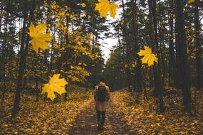 walk in the forest among falling leaves